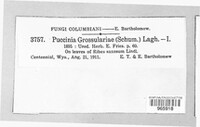 Puccinia grossulariae image